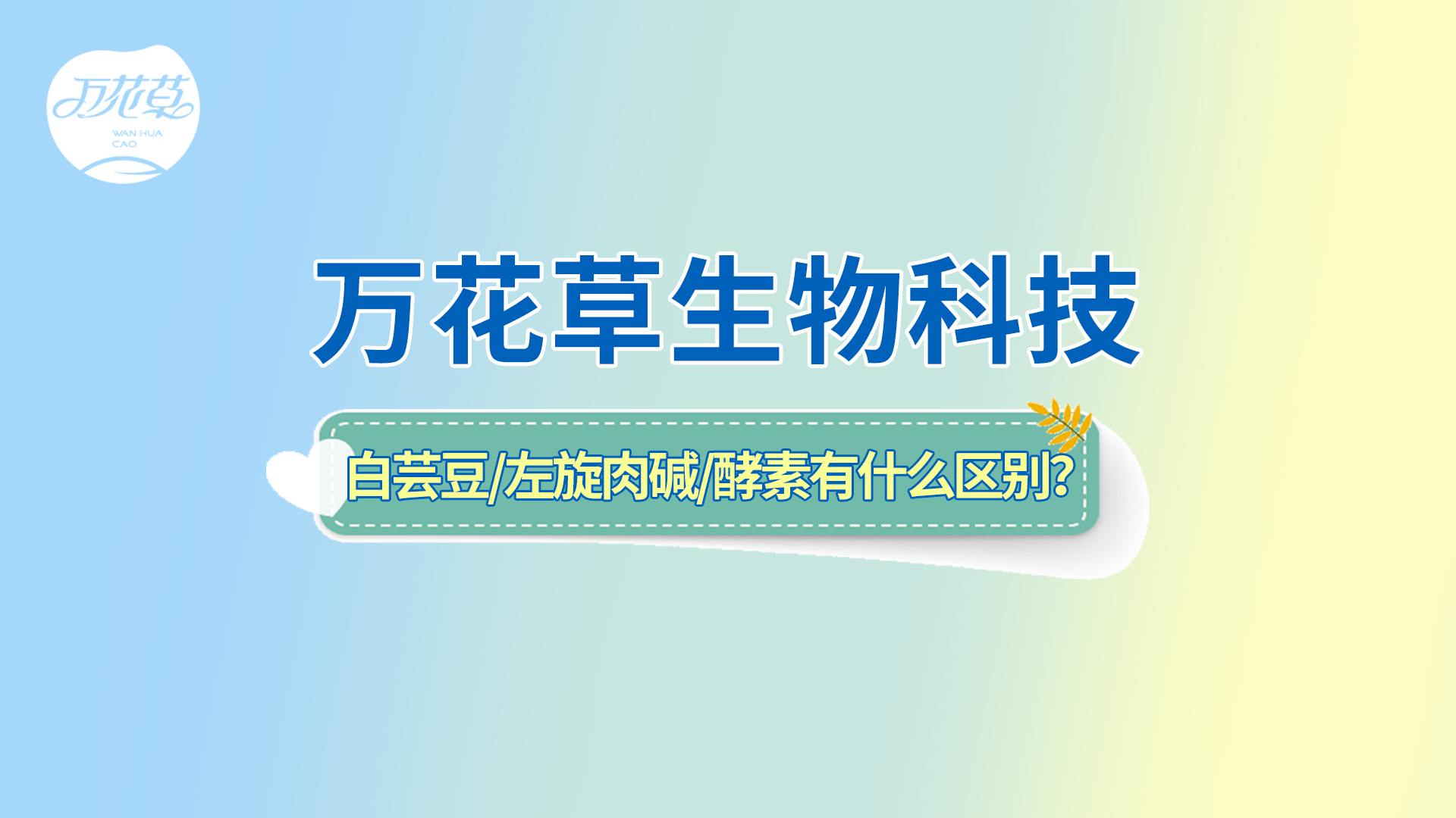 白蕓豆、左旋肉堿、嗨吃酵素有什么區別？